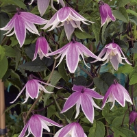 Clematis'Propertius' 