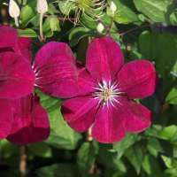 Clematis'Rouge Cardinal' 