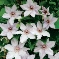 Clematis'Snow Queen' 