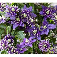 Clematis'Taiga' 