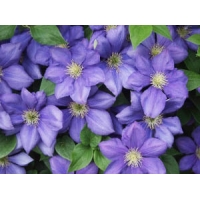 Clematis'General Sikorski' 