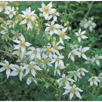 Clematis'Anita' 