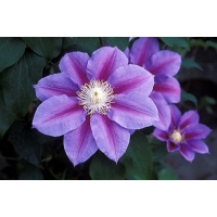 Clematis'Barbara Jackman' 