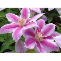 Clematis'Dr.Ruppel' 