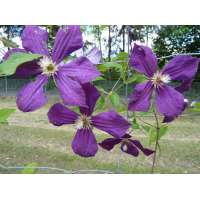 Clematis'Negritjanka 