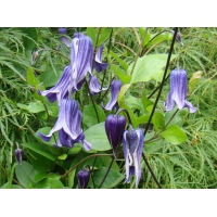 Clematis'Rooguchi' 