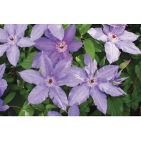 Clematis'Alice Fisk' 