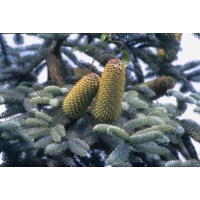 Abies procera'Glauca' 