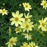 Coreopsis verticillata'Moonbeam' 