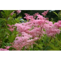 Filipendula rubra'Venusta'