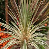 Cordyline australis'Torday Dazzler' 