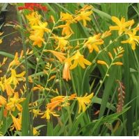 Crocosmia'George Davidson'