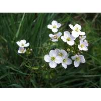 Cardamine pratensis