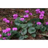 Cyclamen coum