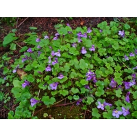 Cymbalaria muralis 