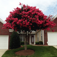 Lagerstroemia indica 'Dynabite' 