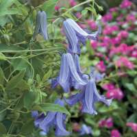 Clematis'Betty Corning' 