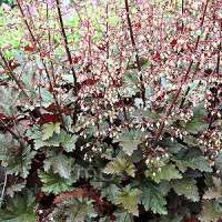 Heuchera'Chocolate Ruffles'