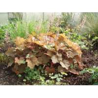 Heuchera'Brownies'