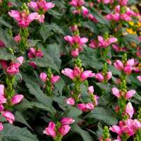 Chelone lyonii'Hot Lips'