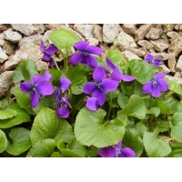 Viola odorata