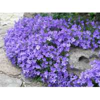 Campanula'Birch Hybrid'