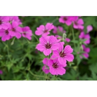 Geranium'Patricia'