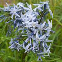 Amsonia'Ernst Pagels'