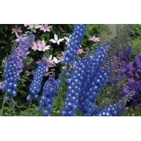 Delphinium pacific'Blue Bird'