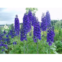 Delphinium pacific'Black Knight'