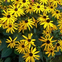 Rudbeckia fulgida'City Garden'