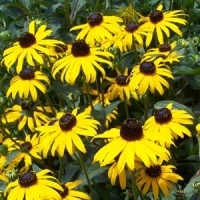 Rudbeckia fulgida'Early Bird'