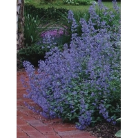 Nepeta racemosa'Blue Wonder'