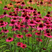 Echinacea purpurea'Sensation Pink' 