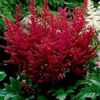 Astilbe arendsii'Etna' 