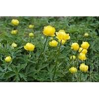 Trollius'Lemon Queen'