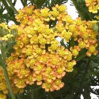 Achillea millefolium'Milly Rock Terracotta'