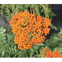 Achillea'Sassy Summer Sunset'