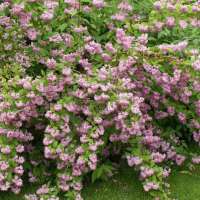 Deutzia hybrida'Strawberry fields' 