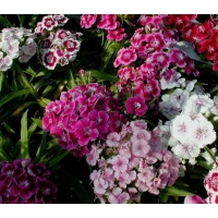 Dianthus barbatus'Nanus'