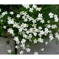 Dianthus deltoides'Albiflorus' 