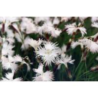 Dianthus spiculifolius