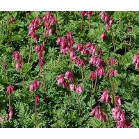 Dicentra formosa'Luxuriant' 