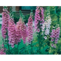 Digitalis purpurea'Gloxinifolia' 