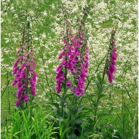 Digitalis purpurea