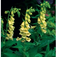 Digitalis grandiflora 