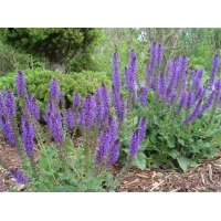 Salvia nemerosa'Marcus'