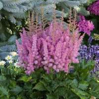 Astilbe chinensis'Little Vision Pink' 