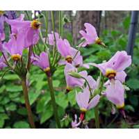 Dodecatheon meadia