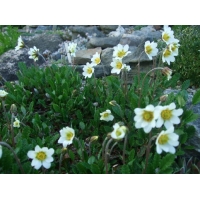 Dryas suendermannii